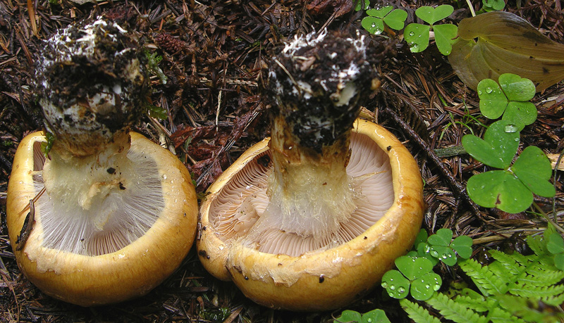 Cortinarius saginus....siete d''accordo?